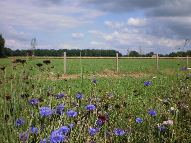 Pipowagen Lidewei Groningen Westerwolde Unieke Ligging Met Eigen Tuin En Vrij Uitzicht Over Veld Naar Natuurgebied Onstwedde Exterior photo