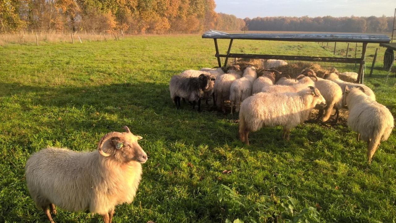 Pipowagen Lidewei Groningen Westerwolde Unieke Ligging Met Eigen Tuin En Vrij Uitzicht Over Veld Naar Natuurgebied Onstwedde Exterior photo